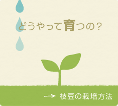 枝豆の栽培方法 枝豆の総合情報サイト えだまめ日和