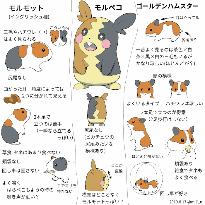 モルペコとモデル動物 の比較