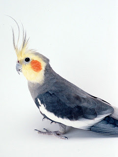 世界の鳥 ポッ オカメインコ の待ち受け画像 壁紙 動物 パラダイス