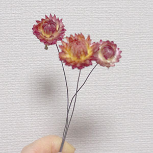 ヘリクリサム 帝王貝細工 のドライフラワーの作り方 沼端系