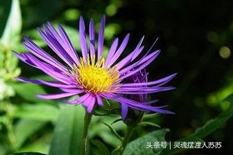 10月27日花語 紫苑花 生日花語機智 每日頭條