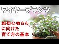 無料ダウンロード ワイヤー プランツ 挿し木 347566