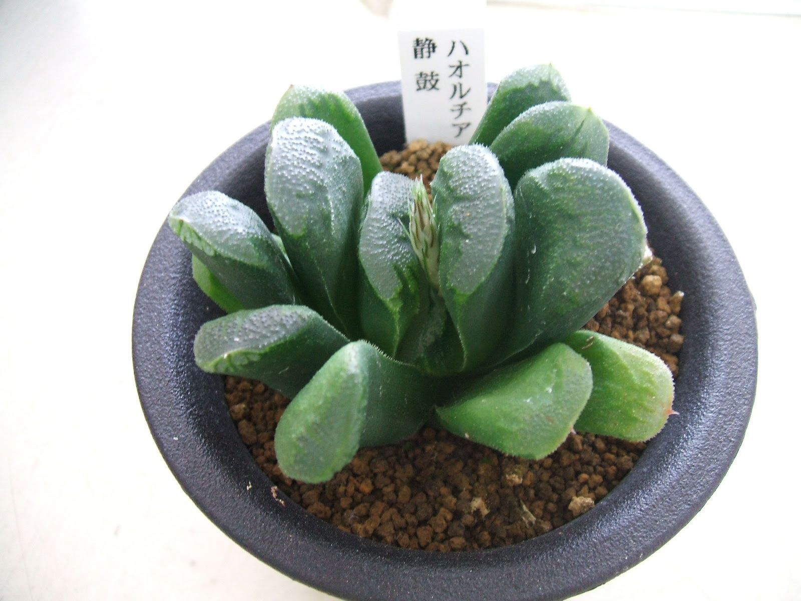 最後は多肉植物 はなやのむすめ