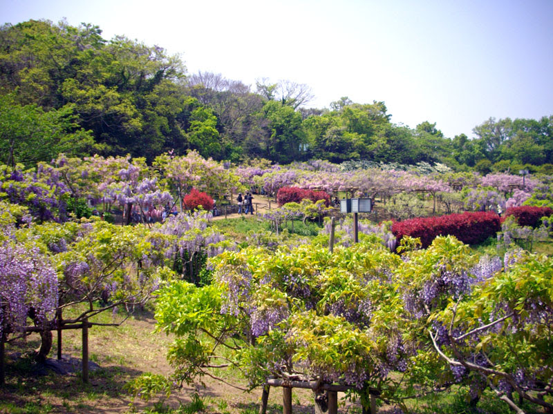 神奈川県フジの名所