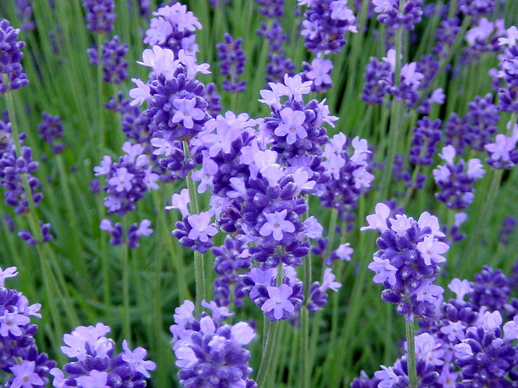 ラベンダーの種類は39種類 花言葉と性格占いも出来ちゃう7月5日生まれの誕生花 情報あらかると