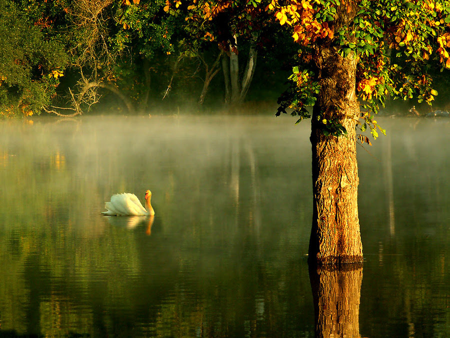 Swan | haze, animals, lake, reflection