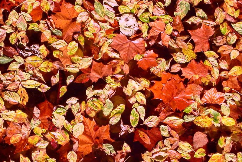 Leaves