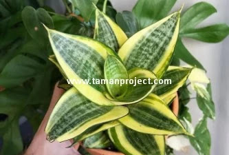 Tanaman Hias Nanas Nanasan