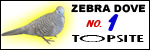 Bird Top Site