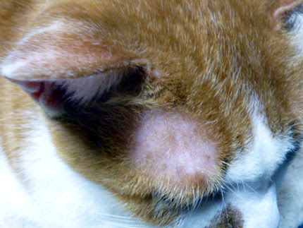 猫とお散歩 後遺症
