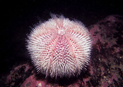 Sea urchin