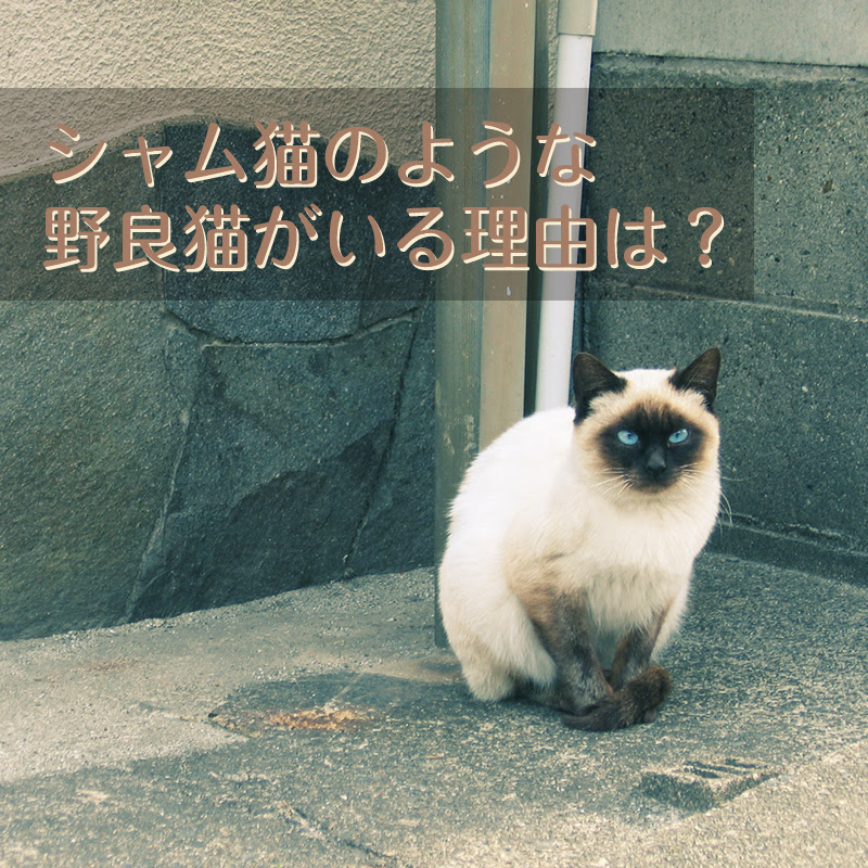 猫がいる家庭で柔軟剤は使っても平気 香り成分に潜む危険性とは