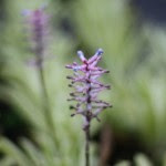 flower-power-09-0301-5