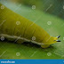 Green Caterpillar With Tail / North vancouver, greater vancouver region, british columbia, canada september 3, 2013 size: