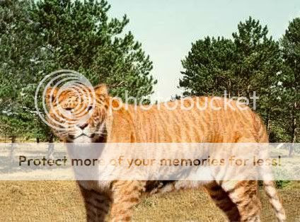 liger and tiger. The liger is a hybrid cross