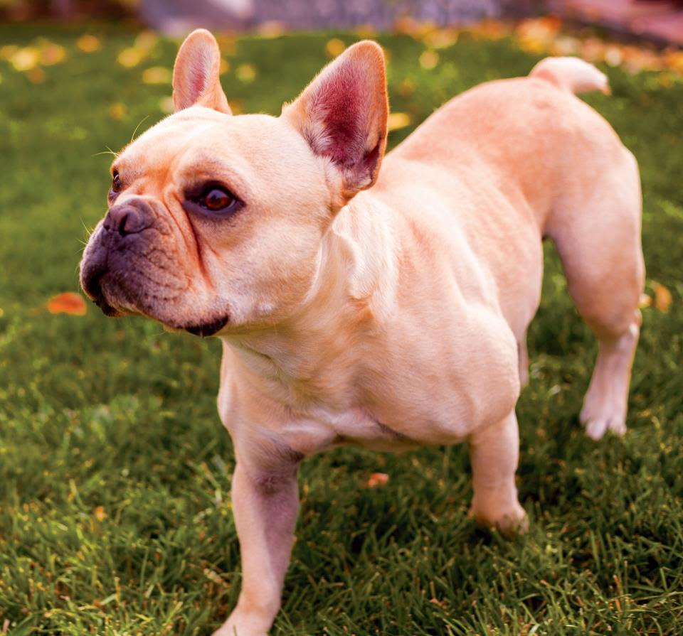 How much does your french bulldog weigh? : frogdogs