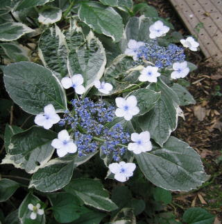 斑入りガクアジサイ 植物 苗木 花木 生産販売 通販 リスト