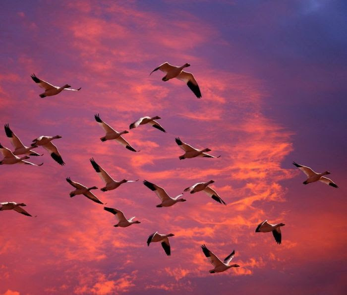 Amazing Animal Photos