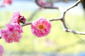 桜盆栽の育て方 剪定や植え替え方法など手入れの仕方は