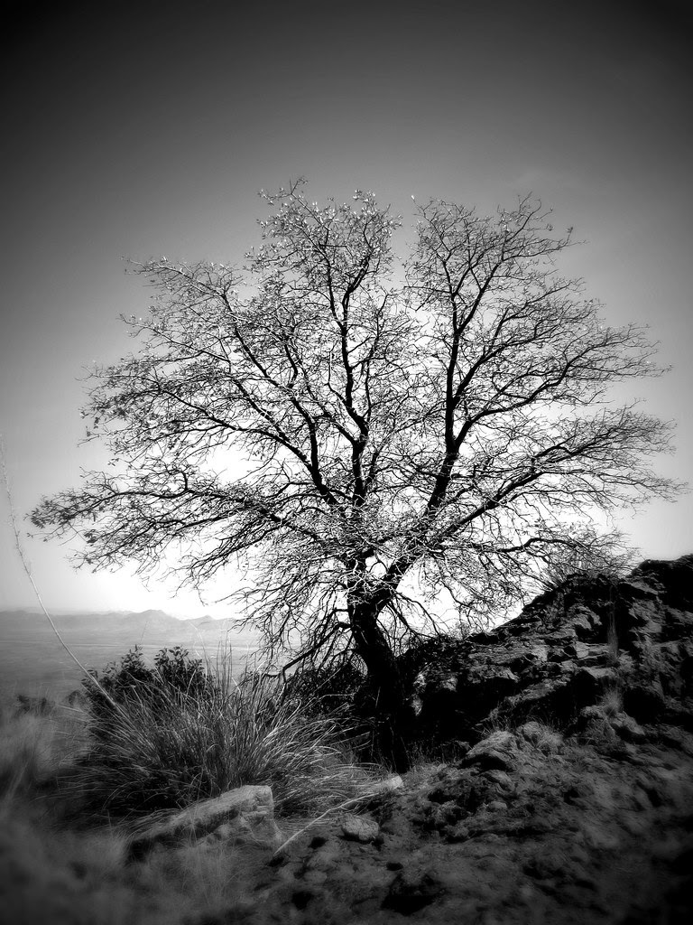 McCord Trail, Chiricahua Mountains