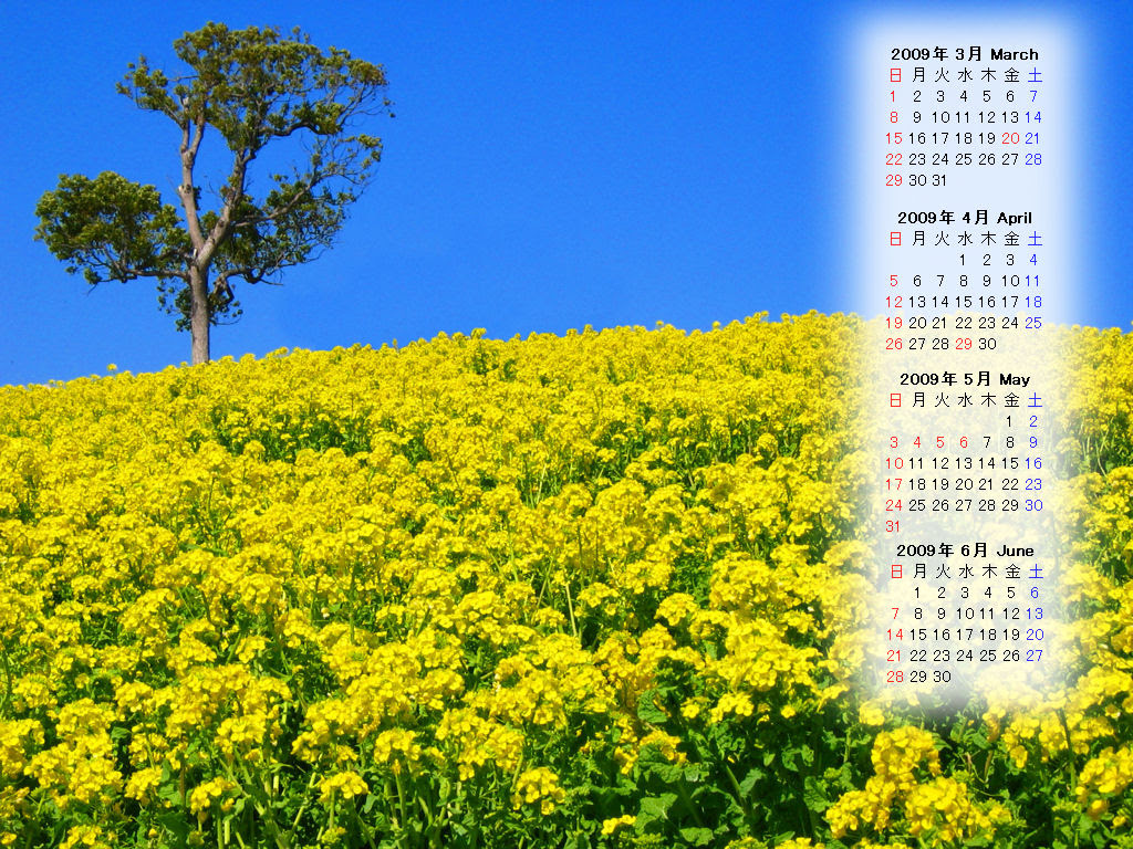 菜の花 ３月無料壁紙カレンダー ぶらり兵庫 ぶらり神戸 神戸の観光情報とイベント情報 楽天ブログ