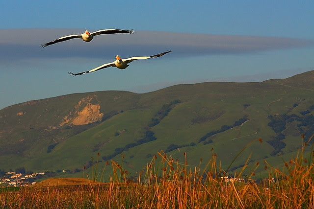 IMG_9145 American White Pelican Incoming, Don Edwards SF Bay NWR