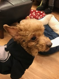 保護犬 保護猫カフェ 川西店 カニカマちゃんの家族ができました