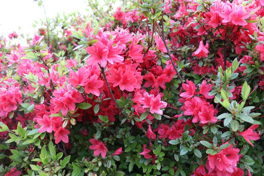田無ツツジ を追いかけて 散り始めの花を惜しむ ひばりタイムス