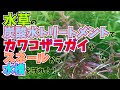 [10000印刷√] 水草 トリートメント 449456-水草 トリートメント期間