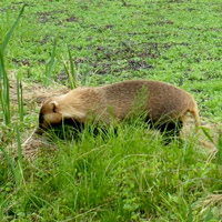 １分でわかる アナグマとハクビシンを見分けるポイント4つ 商品情報 撃退 ファクトリードットコム