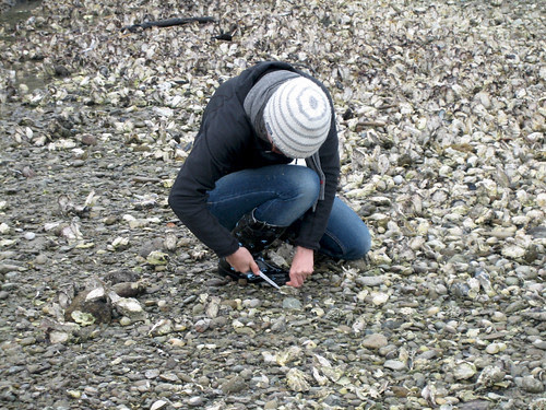 Oysters at Marlborough Sounds