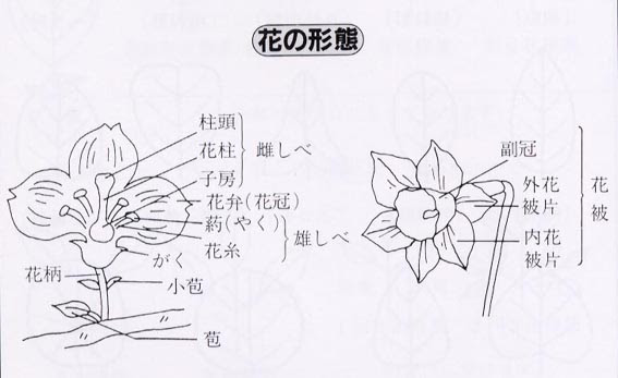 図解 花の形態 葉 花 果実等の基本的な植物用語の解説 花の形態