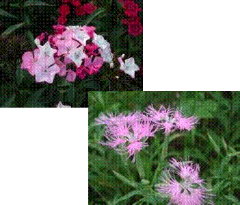 山野草 秋の七草