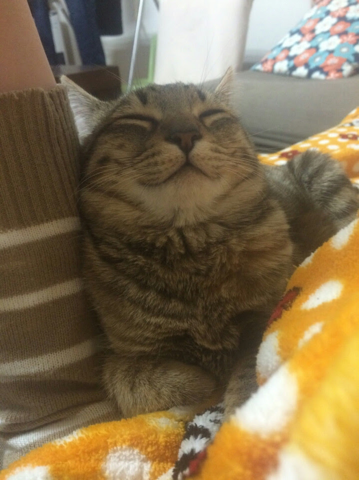 抱っこ嫌いの猫を抱っこ好きに変える３つの方法 猫の総合情報サイト ペットスマイルニュースforネコちゃん
