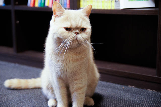 癒されすぎに注意 東京の新宿にある猫カフェに行ってきた カズチャンネル