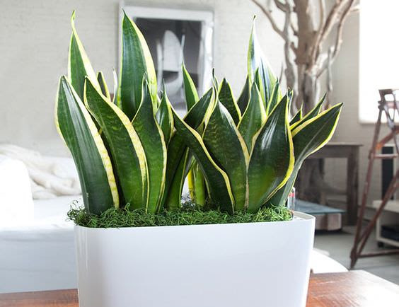 15 Best Houseplants For Beginners - Gardening Viral