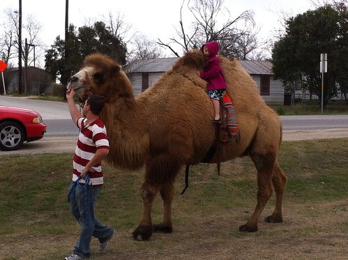 All American Camel by seanclaes