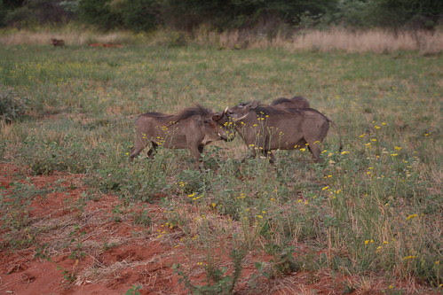 Warthogs - Okonjima