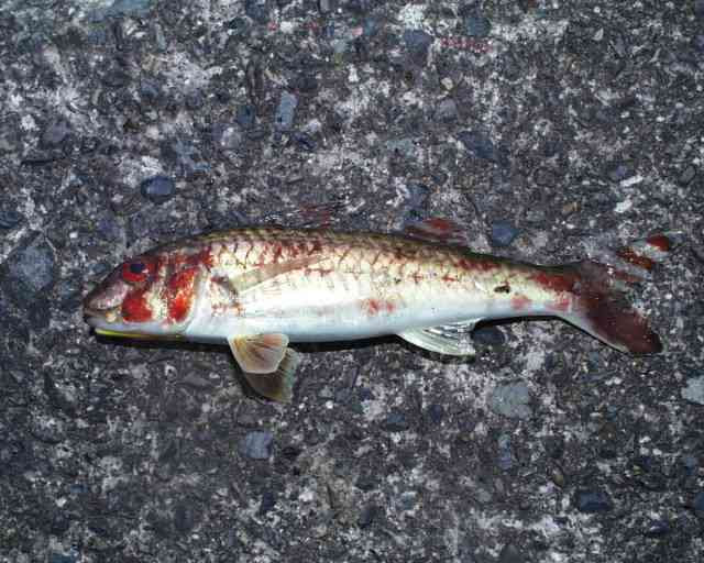 未 ひつじ 年の魚 浜ブログ 唐津 伊万里 玄海