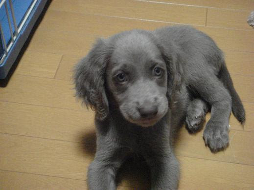 プラチナウルフ 大型犬子犬販売