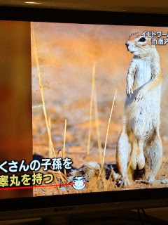 世界の果てまでイッテｑ 大きなイチモツを持つリス ｆｅｓ