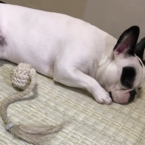 寝相でわかる犬の心理 寝ているときの愛犬はどんな気持ち
