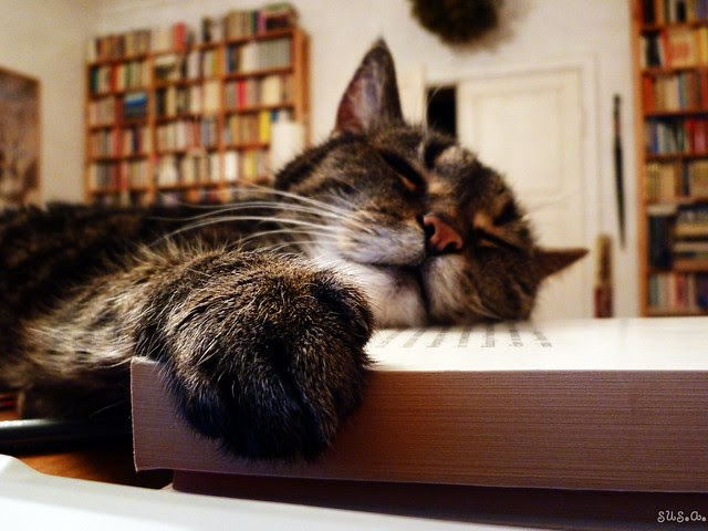 P1000821 by petronelina