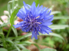 purple flower