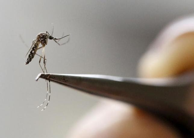 Um mosquito Aedes Aegypti é visto em um laboratório do Training and Medical Research Training Center International (CIDEIM) em Cali, Colômbia 2 de fevereiro de 2016. REUTERS / Jaime Saldarriaga