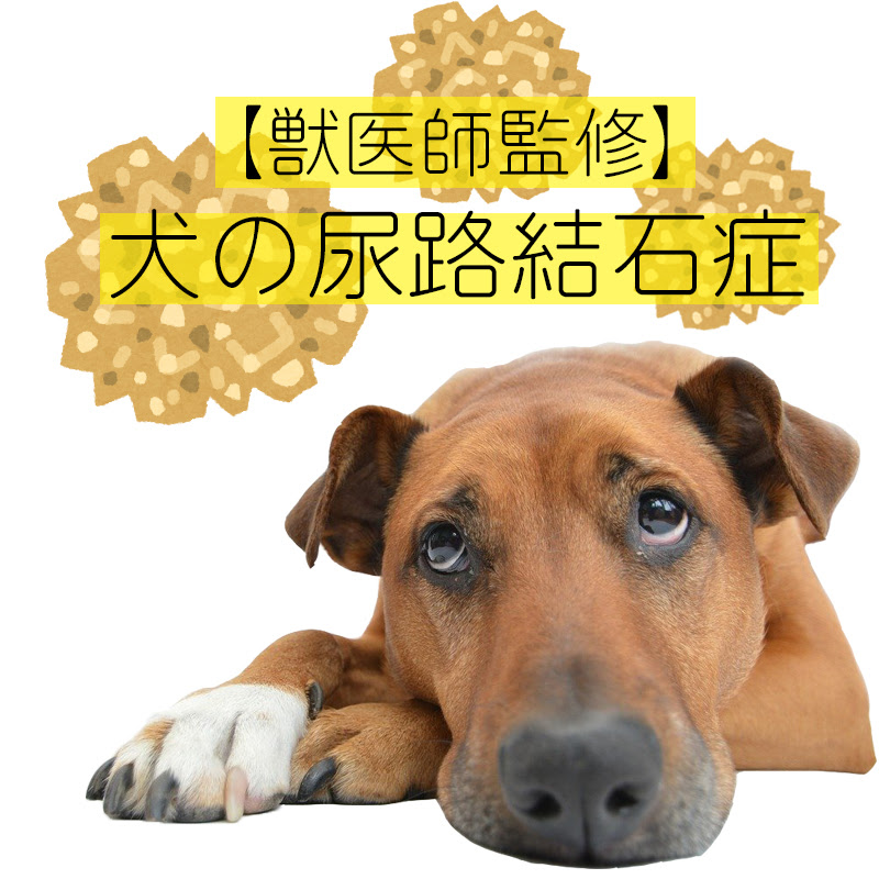 獣医師監修 犬のおしっこを確認しよう 色別で考える犬の病気 犬の総合情報サイト ペットスマイルニュースforワンちゃん