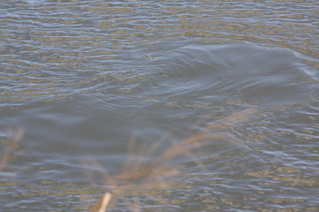 unimpressive manatee photos, haulover canal, fl