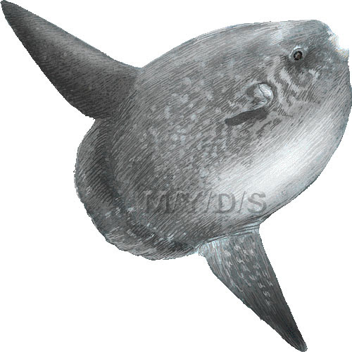 翻車魚 マンボウのイラスト 条件付フリー素材集