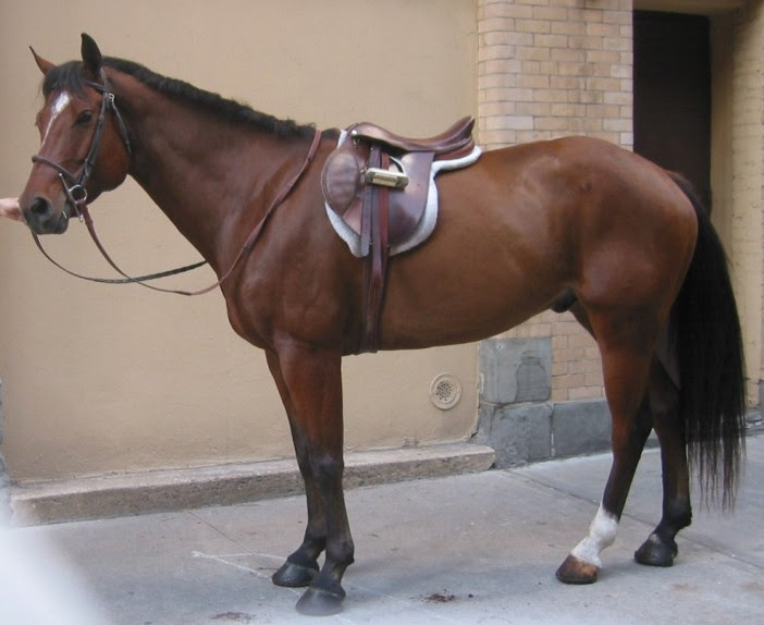 Markings On A Horse. markings on horse. roseball