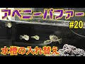 25 ++ アベニー パファー レ���アウト 185858-アベニー パ���ァー 水槽 レイアウト